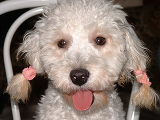 Cliquez sur l'image pour la voir en taille relle

Nom : Clochette-une-caniche-coquette.jpg
Taille : 600x450
Poids : 76,5 Ko
ID : 140285