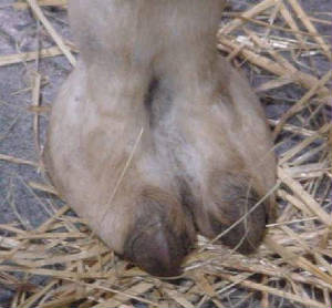 cameltoe1.jpg cameltoe1.jpg