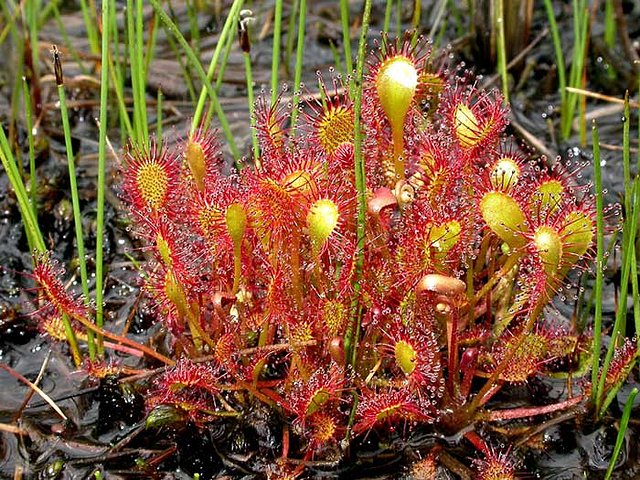drosera_intermedia.jpg drosera_intermedia.jpg