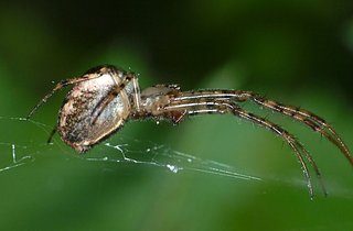 araigneejolie.jpg araigneejolie.jpg