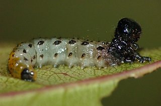Cliquez sur l'image pour la voir en taille relle

Nom : larveberk.jpg
Taille : 1600x1050
Poids : 150,4 Ko
ID : 145495