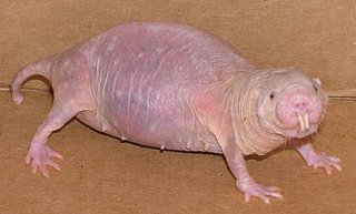 74628-061009_mole_rat_02.jpg 74628-061009_mole_rat_02.jpg