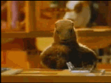 marmotte_Milka_animee.gif marmotte_Milka_animee.gif