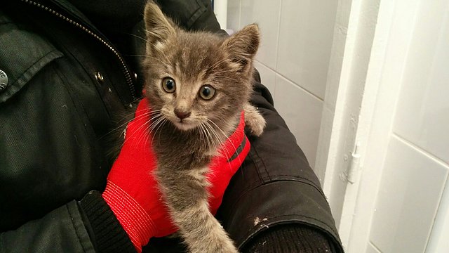 povfETM.jpg povfETM.jpg