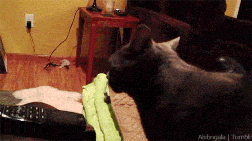 da495162-a5f8-4e56-93e6-f3ead54e4850.gif da495162-a5f8-4e56-93e6-f3ead54e4850.gif