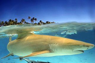 Cliquez sur l'image pour la voir en taille relle

Nom : requin Citron.jpg
Taille : 540x358
Poids : 107,0 Ko
ID : 76246