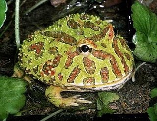 pacman.jpg pacman.jpg