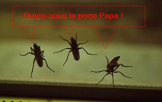 Cliquez sur l'image pour la voir en taille relle

Nom : Popa.JPG
Taille : 566x357
Poids : 17,1 Ko
ID : 130756