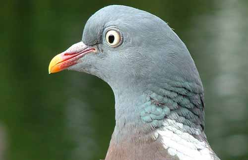 Wood%20Pigeon%2005w.jpg