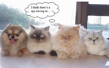 lolcatsdotcompy5gc6pdtdj34erx.jpg lolcatsdotcompy5gc6pdtdj34erx.jpg