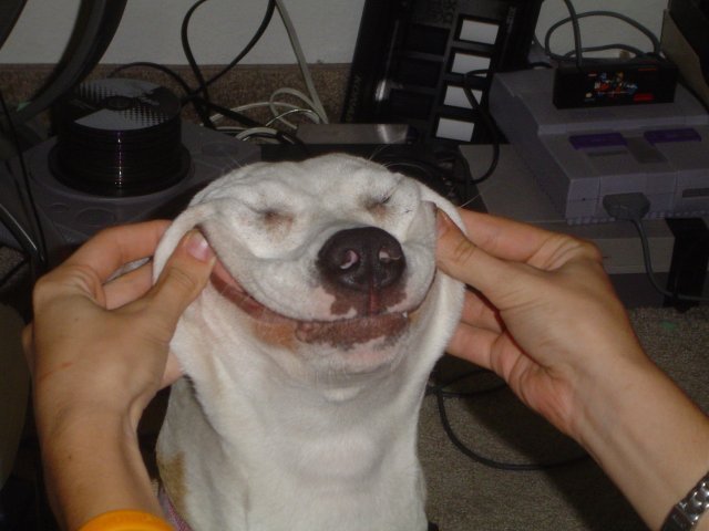 smiling_dog.jpg smiling_dog.jpg