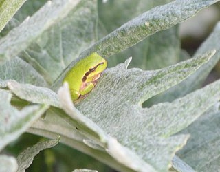 Cliquez sur l'image pour la voir en taille relle

Nom : grenouille.jpg
Taille : 1731x1350
Poids : 607,8 Ko
ID : 136676