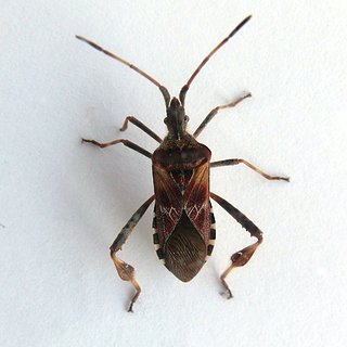 Cliquez sur l'image pour la voir en taille relle

Nom : Leptoglossus_occidentalis_itu2-2.jpg
Taille : 2000x2000
Poids : 250,5 Ko
ID : 218486
