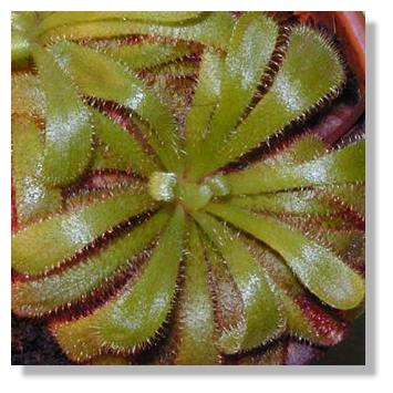 02carn-drosera1.jpg 02carn-drosera1.jpg