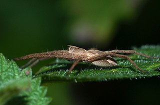 araigneeprofil.jpg araigneeprofil.jpg