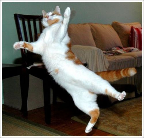 chats-volants-11.jpg