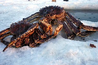 Cliquez sur l'image pour la voir en taille relle

Nom : red_king_crab_3.jpg
Taille : 660x439
Poids : 60,8 Ko
ID : 103307