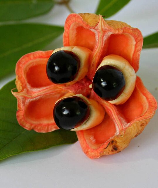 Ackee-fruit-ripened.jpg