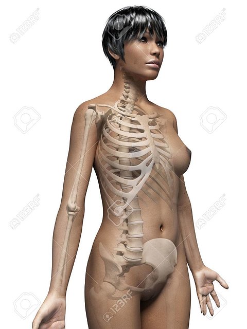 26947203-anatomie-d-une-femme-afro-am-ricaine-squelette-Banque-d'images.jpg
