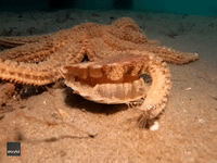 200w.gif