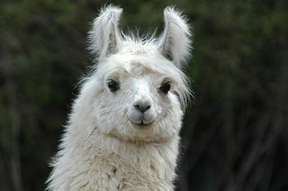 serge-le-lama.jpg serge-le-lama.jpg