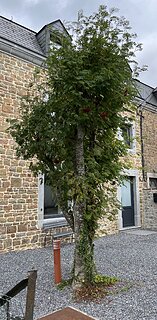 Cliquez sur l'image pour la voir en taille relle

Nom : IMG_1350.jpg
Taille : 1980x4029
Poids : 3,63 Mo
ID : 730037