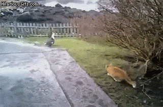 hVCgQ2E.gif hVCgQ2E.gif