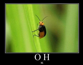 Cliquez sur l'image pour la voir en taille relle

Nom : hohi.jpg
Taille : 425x333
Poids : 58,7 Ko
ID : 46737