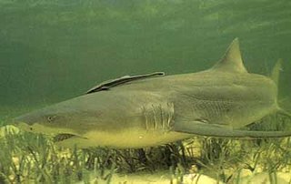 Cliquez sur l'image pour la voir en taille relle

Nom : requin citron2.jpg
Taille : 400x253
Poids : 12,3 Ko
ID : 76247