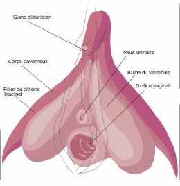 langfr-260px-Sch%C3%A9ma_strucurel_l%C3%A9gend%C3%A9_du_clitoris.svg.png