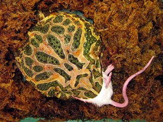 pac_man.jpg pac_man.jpg