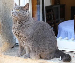 Cliquez sur l'image pour la voir en taille relle

Nom : Le Chat.jpg
Taille : 3724x3141
Poids : 1,52 Mo
ID : 145457