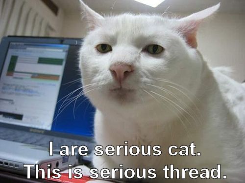 serious_cat.jpg serious_cat.jpg