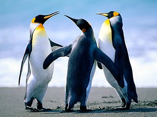 Cliquez sur l'image pour la voir en taille relle

Nom : Penguins.jpg
Taille : 1024x768
Poids : 759,6 Ko
ID : 162277