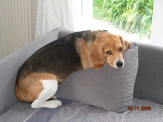 beagle 1.JPG beagle 1.JPG