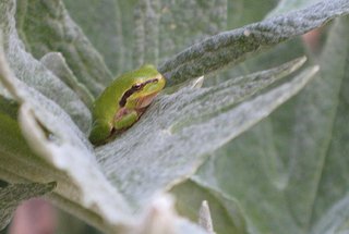 Cliquez sur l'image pour la voir en taille relle

Nom : grenouille_2.jpg
Taille : 1656x1113
Poids : 472,0 Ko
ID : 136677