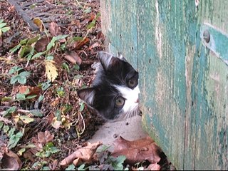 Cliquez sur l'image pour la voir en taille relle

Nom : kitty2-jpg1-458103d48-13219180849.jpg
Taille : 480x360
Poids : 94,0 Ko
ID : 119877