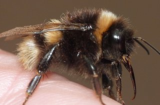 Cliquez sur l'image pour la voir en taille relle

Nom : bourdon1.jpg
Taille : 1600x1050
Poids : 191,6 Ko
ID : 145487