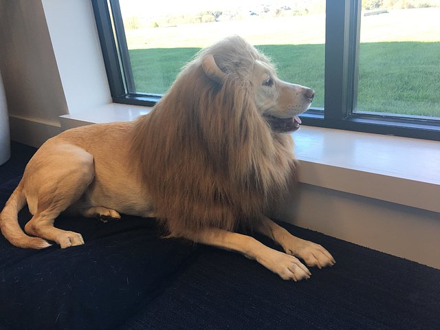 labrador-lion.jpg