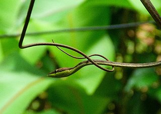Cliquez sur l'image pour la voir en taille relle

Nom : costarica2011.jpg
Taille : 720x508
Poids : 70,7 Ko
ID : 169708