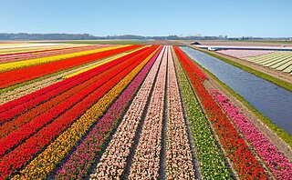 champs-tulipes-hollande.jpg champs-tulipes-hollande.jpg