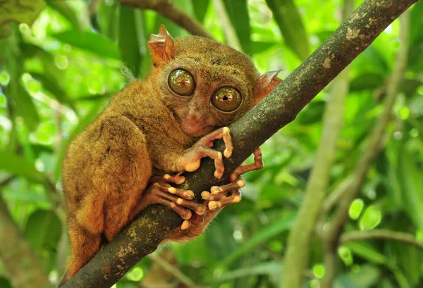 depositphotos_6499963-stock-photo-tarsier.webp