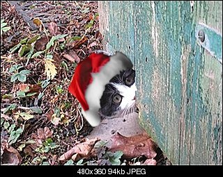 Cliquez sur l'image pour la voir en taille relle

Nom : kitty2-jpg1-458103d48-13219180849.jpg
Taille : 322x257
Poids : 69,9 Ko
ID : 120038
