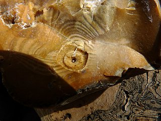 Cliquez sur l'image pour la voir en taille relle

Nom : minifossile2.jpg
Taille : 1280x960
Poids : 338,8 Ko
ID : 98248