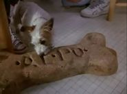 185px-Qaurk_with_a_giant_dog_bone.jpg