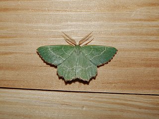 papillonvert.jpg papillonvert.jpg