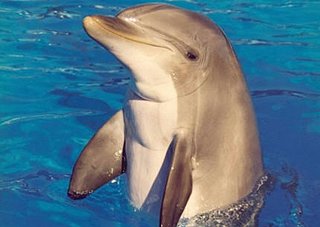 dauphin.jpg dauphin.jpg