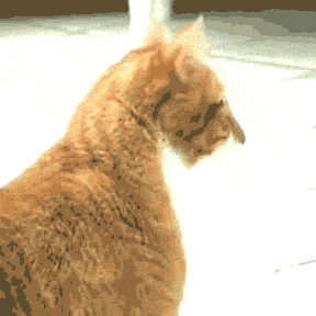 1fbKHlX.gif 1fbKHlX.gif