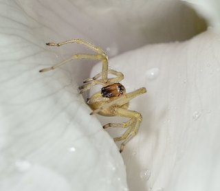 Cliquez sur l'image pour la voir en taille relle

Nom : Ara.jpg
Taille : 1713x1490
Poids : 183,4 Ko
ID : 161868