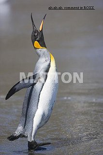 Cliquez sur l'image pour la voir en taille relle

Nom : pingouin.JPG
Taille : 333x500
Poids : 21,6 Ko
ID : 41178